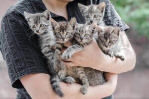 В каком возрасте забирают котят от кошки: важные моменты для здорового роста питомца