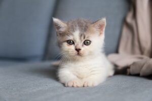 Как сделать игрушку для кошки?