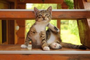 Можно ли котятам детское питание? Все, что нужно знать владельцам