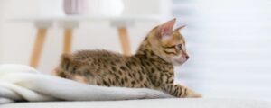 В каком возрасте забирают котят от кошки: важные моменты для здорового роста питомца
