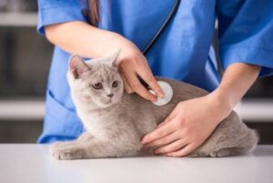 Можно ли котятам детское питание? Все, что нужно знать владельцам