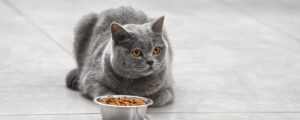 Как правильно хранить сухой корм?